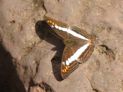 Adelpha alala