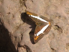 Adelpha alala
