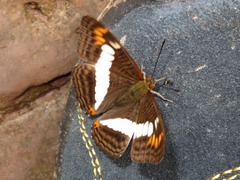 Adelpha alala