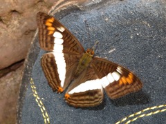 Adelpha alala