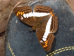 Adelpha alala