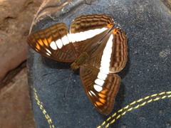 Adelpha alala