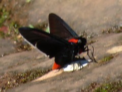 Pyrrhopyge frona