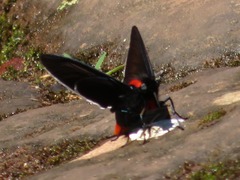 Pyrrhopyge frona