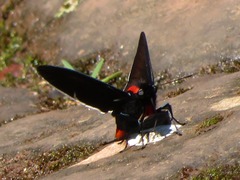Pyrrhopyge frona