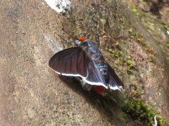 Pyrrhopyge phidias