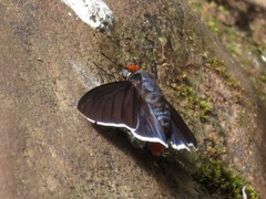 Pyrrhopyge phidias