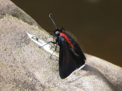 Pyrrhopyge frona