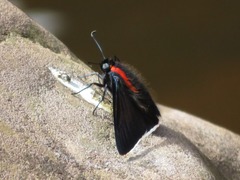 Pyrrhopyge frona
