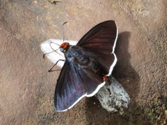 Pyrrhopyge phidias