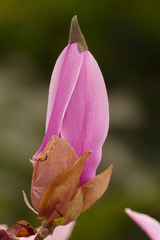 Magnolia annamensis