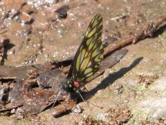 Catasticta eurigania