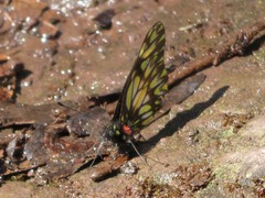 Catasticta eurigania