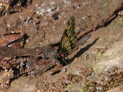 Catasticta eurigania