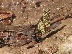 Catasticta eurigania