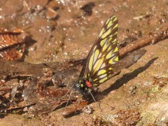 Catasticta eurigania