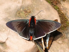 Pyrrhopyge frona