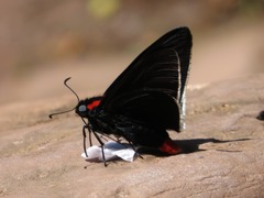 Pyrrhopyge frona