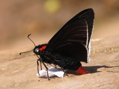 Pyrrhopyge frona