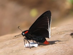 Pyrrhopyge frona