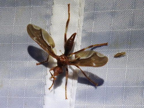 Photo of Waved Light Fly (Pyrgota undata)