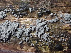 Proliferodiscus pulveraceus