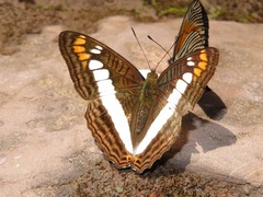 Adelpha alala