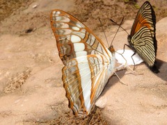 Adelpha alala