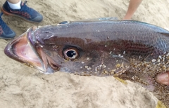 Cynoscion guatucupa