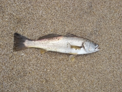 Cynoscion guatucupa