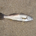 Striped Weakfish - Photo (c) coso, some rights reserved (CC BY-NC)