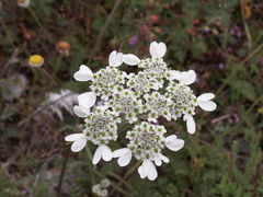 Semenovia transiliensis