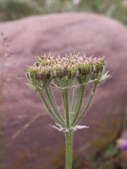 Semenovia transiliensis
