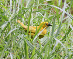 Ploceus subaureus subaureus