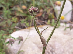 Semenovia transiliensis