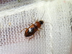 Stenolophus dissimilis