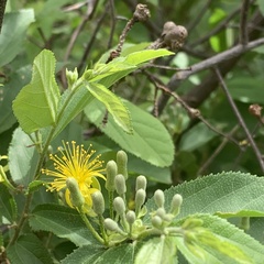 Grewia retinervis