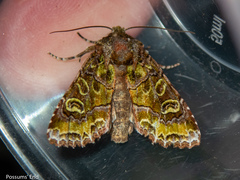 Ichneutica chlorodonta