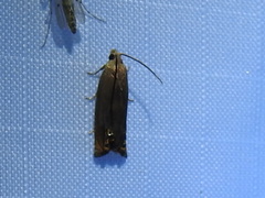 Hystrichophora taleana