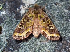 Ichneutica chlorodonta