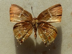 Michaelus phoenissa