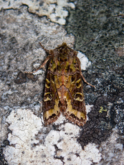 Ichneutica chlorodonta