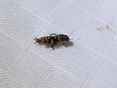 Ellipes minuta
