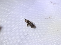 Ellipes minuta