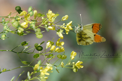 Anthocharis euphenoides