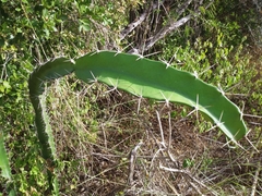 Leptocereus quadricostatus