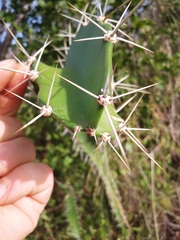 Leptocereus quadricostatus