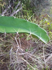 Leptocereus quadricostatus