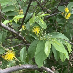 Grewia retinervis