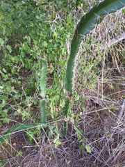 Leptocereus quadricostatus